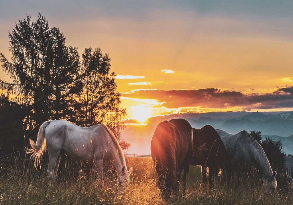 Interview With Allie&nbsp;Lynn